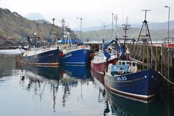 NEF: Will Brexit boost Britain's fishing industry?