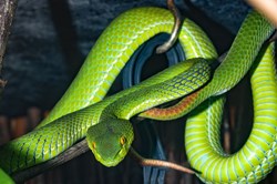 The Hypnotist: Fear of Snakes Hypnosis - Ophidiophobia