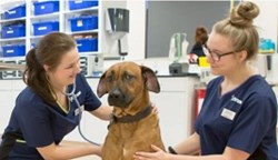 Modern Mindset: The perfect storm of veterinary staff shortages and the huge increase in pet ownership