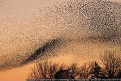 The journey of science and faith towards convergence — is the key to murmurations quantum entanglement?
