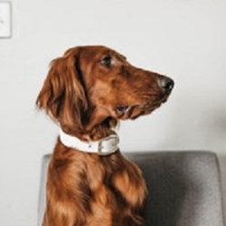 The Hypnotist: Electrical Dog Collar
